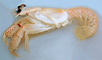 Image of Laurentaeglyphea neocaledonica 
