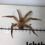 Image of Labidochirus splendescens (Splendid hermit)