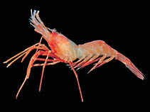 Image of Lebbeus antarcticus 