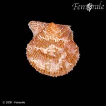 Image of Leptopecten bavayi (Bavay\