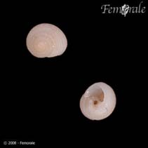 Image of Leptothyra candida 