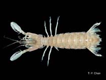 Image of Lenisquilla lata 