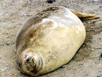 Image of Leptonychotes weddellii (Weddell seal)