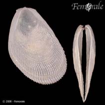 Image of Limaria pellucida (Antillean fileclam)