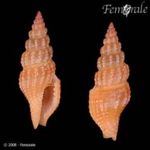 Image of Lienardia roseotincta 