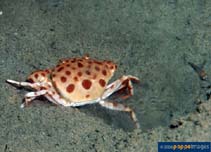 Image of Liagore rubromaculata 