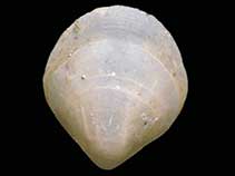 Image of Liothyrella uva (Antarctic brachiopod)