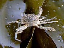 Image of Liocarcinus vernalis (Smooth swimcrab)