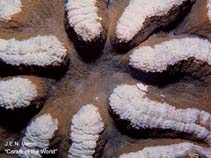 Image of Lobophyllia hataii (Scleractinian coral)