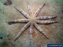 Image of Luidia maculata 