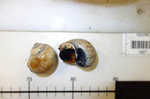 Image of Euspira pallida (Pale moonsnail)