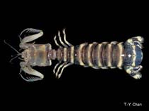 Image of Lysiosquilla tredecimdentata 