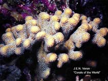 Image of Madracis decactis (Ten-ray star coral)