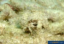 Image of Macrophthalmus telescopicus 