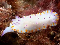 Image of Mexichromis macropus (Orange-barred mexichromis)