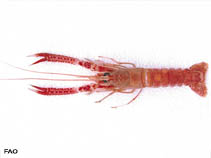 Image of Metanephrops rubellus (Urugavian lobster)
