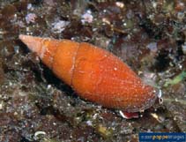 Image of Mitra fulvescens (Tawny mitre)