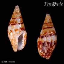 Image of Mitrella guttata 