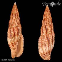 Image of Mitra incompta (Tessellate mitre)