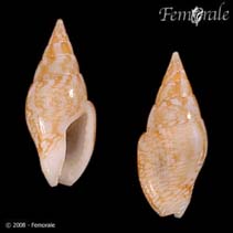 Image of Graphicomassa ligula 