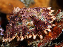 Image of Miamira miamirana 