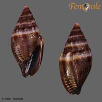 Image of Mitra tristis 
