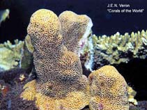 Image of Montipora caliculata 