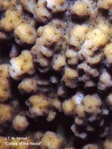 Image of Montipora cocosensis 