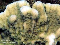 Image of Montipora incrassata 