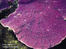 Image of Montipora monasteriata 
