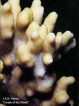 Image of Montipora niugini 