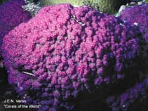 Image of Montipora nodosa 