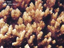 Image of Montipora setosa 