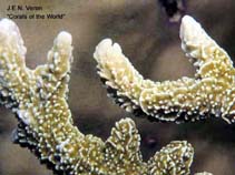 Image of Montipora stellata (Velvet branch coral)