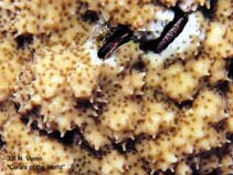 Image of Montipora stilosa 