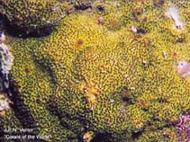 Image of Montipora tuberculosa 