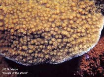 Image of Montipora verrilli 