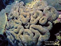 Image of Mussa angulosa (Large flower coral)