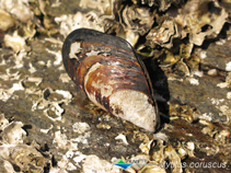 Image of Mytilus unguiculatus (Far Eastern mussel)