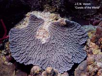 Image of Mycetophyllia ferox (Rough cactus coral)