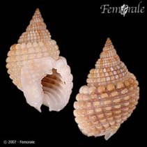 Image of Nassarius conoidalis (Cone-shaped nassa)