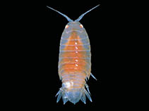 Image of Natatolana oculata 