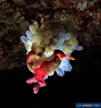 Image of Nembrotha chamberlaini (Chamberlain\