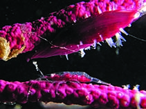Image of Neopontonides chacei 