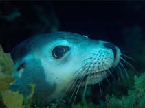 Image of Neophoca cinerea (Australian sea lion)