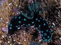 Image of Nembrotha cristata (Crested nembrotha)