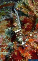 Image of Nembrotha livingstonei (Livingstone\