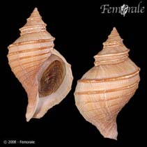 Image of Neptunea lyrata (Lyre whelk)