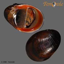 Image of Neritina pulligera (Dusky nerite)