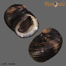 Image of Nerita senegalensis (Senegal nerite)